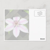 Clematis Briefkaart (Achterkant)