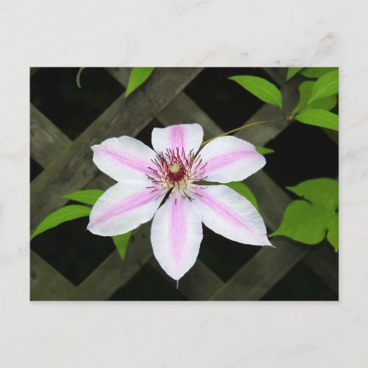Clematis Briefkaart (Voorkant)