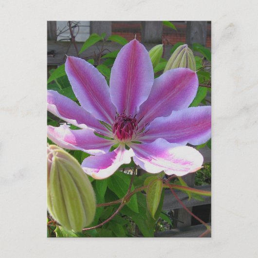 Clematis Briefkaart (Voorkant)