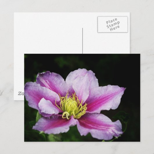 Clematis Briefkaart (Voorkant / Achterkant)