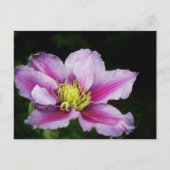 Clematis Briefkaart (Voorkant)
