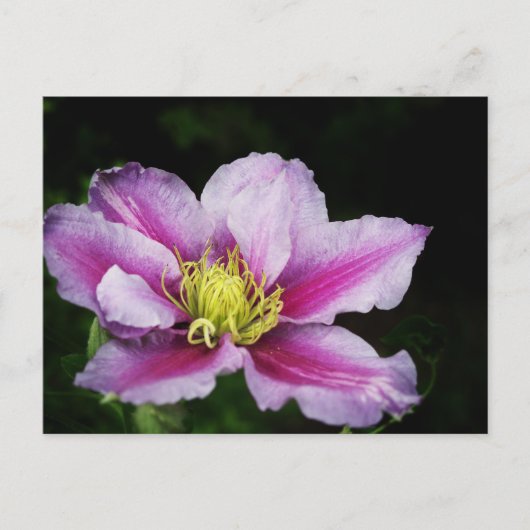 Clematis Briefkaart (Voorkant)