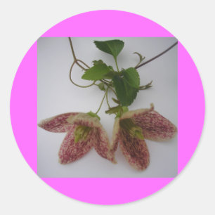 Clematis cirrhosa bloem ronde sticker