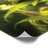 Clematis - Clematis & Lamp Poster (Hoek)