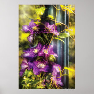 Clematis - Clematis & Lamp Poster