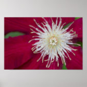 Clematis Closeup Poster (Voorkant)