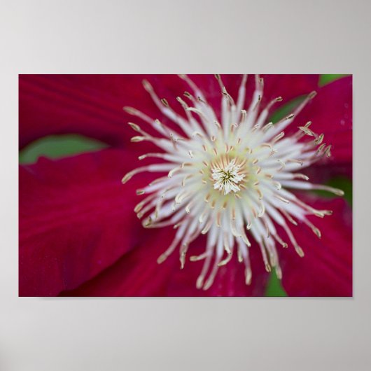 Clematis Closeup Poster (Voorkant)
