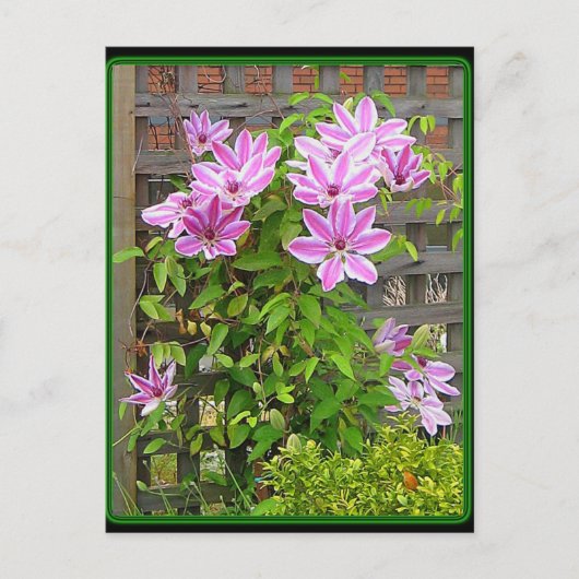 Clematis Cluster Briefkaart (Voorkant)
