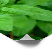 Clematis en Oregano, roze bloemen, groen botanisch Poster (Hoek)