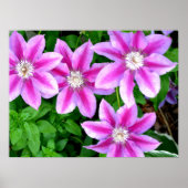 Clematis en Oregano, roze bloemen, groen botanisch Poster (Voorkant)