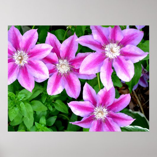 Clematis en Oregano, roze bloemen, groen botanisch Poster (Voorkant)