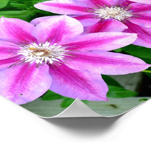 Clematis en Oregano, roze bloemen, groen botanisch Poster (Hoek)