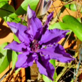 CLEMATIS ETIKET