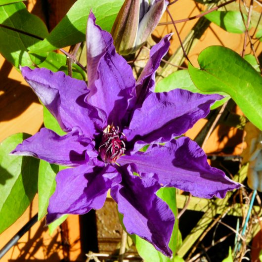 CLEMATIS ETIKET