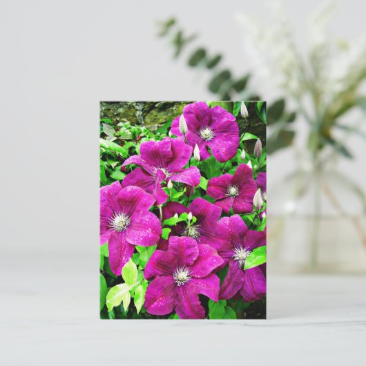 Clematis Flowers Briefkaart (Staand voorkant)