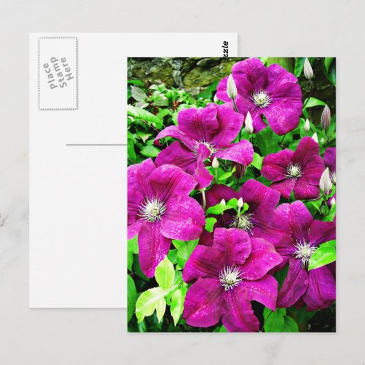 Clematis Flowers Briefkaart (Voorkant / Achterkant)