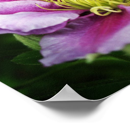 Clematis Flowers Poster (Hoek)