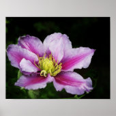 Clematis Flowers Poster (Voorkant)