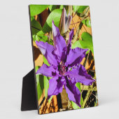 CLEMATIS FOTOPLAAT (Zijkant)