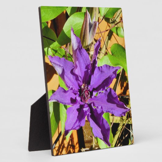 CLEMATIS FOTOPLAAT (Zijkant)