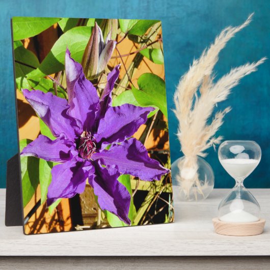 CLEMATIS FOTOPLAAT (Zijkant)