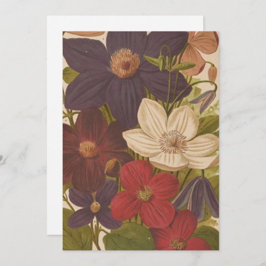 Clematis | George Nicholson (Voorkant / Achterkant)