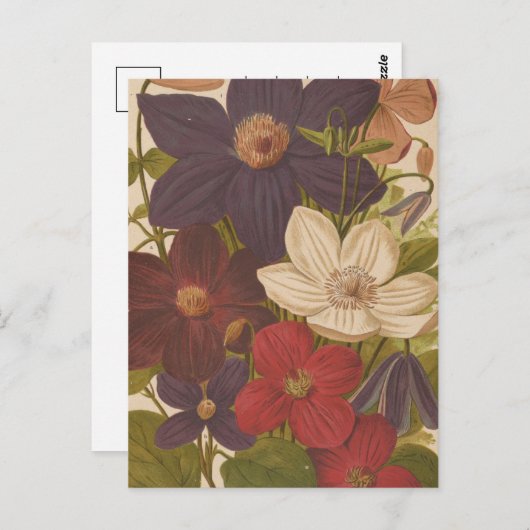 Clematis | George Nicholson Briefkaart (Voorkant / Achterkant)