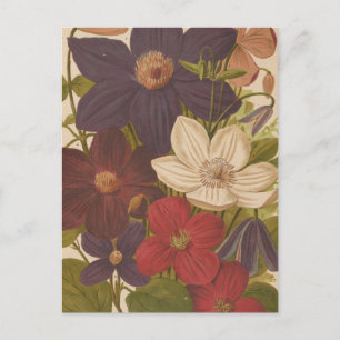 Clematis   George Nicholson Briefkaart