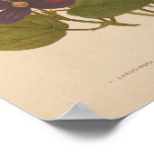 Clematis | George Nicholson Poster (Hoek)