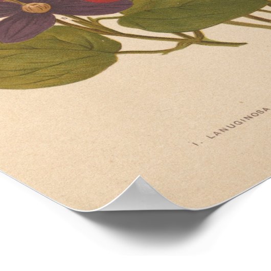 Clematis | George Nicholson Poster (Hoek)