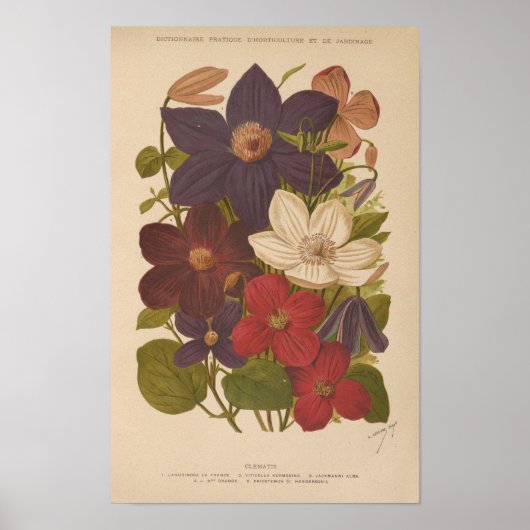 Clematis | George Nicholson Poster (Voorkant)