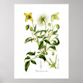 Clematis graveolens poster (Voorkant)