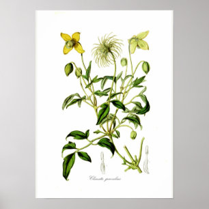Clematis graveolens poster