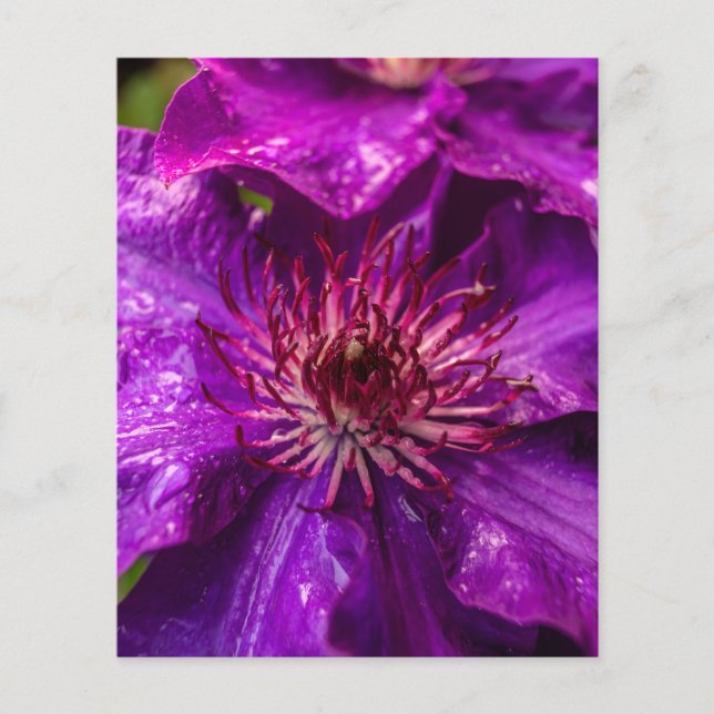 Clematis Het President (Voorkant)