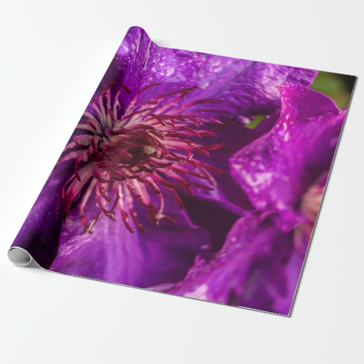 Clematis Het President Cadeaupapier (Uitgerold)