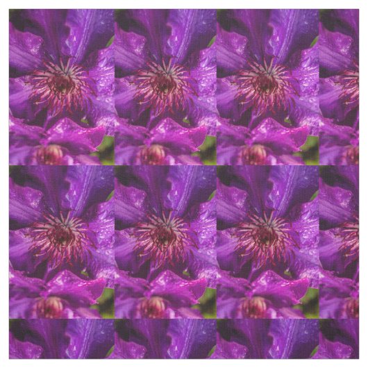 Clematis Het President Stof (Swatch)