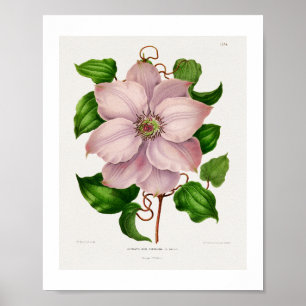 Clematis Hyb. Sieboldia chromolithografie platen Poster