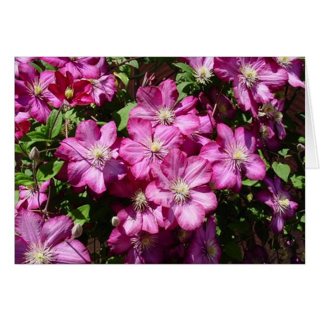 Clematis in Bloom (Voorkant Horizontaal)