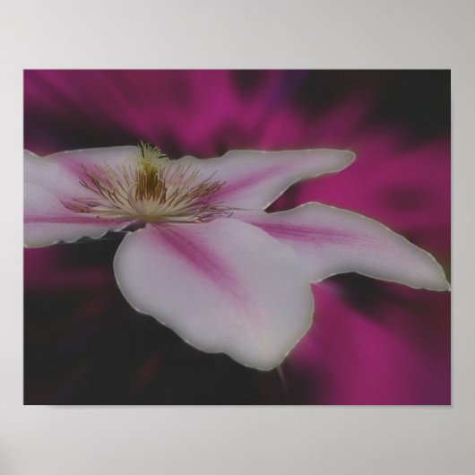 Clematis in roze bloem dicht poster (Voorkant)