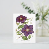 Clematis jackmani briefkaart (Staand voorkant)