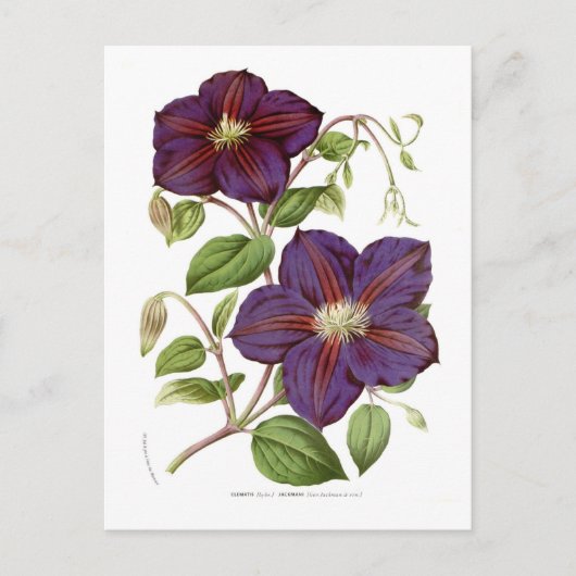 Clematis jackmani briefkaart (Voorkant)