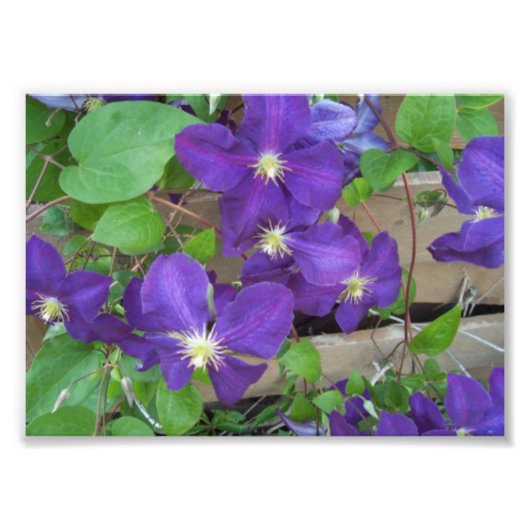 Clematis Jackmanii Superba Foto Afdruk (Voorkant)