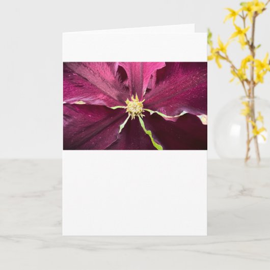 Clematis, Kaart (Gele Bloem)