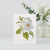 Clematis lanuginosa briefkaart (Staand voorkant)