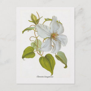 Clematis lanuginosa briefkaart