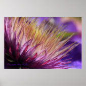 Clematis Macro Print (Voorkant)