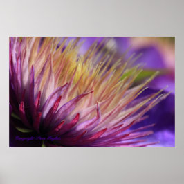 Clematis Macro Print