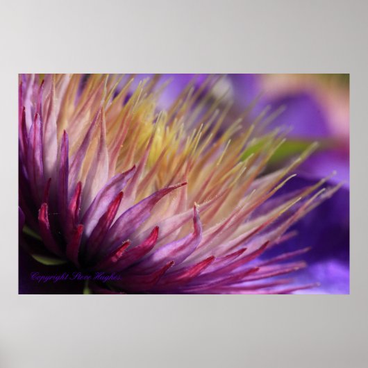 Clematis Macro Print (Voorkant)