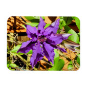 CLEMATIS MAGNEET (Horizontaal)