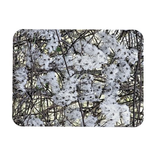 CLEMATIS MAGNEET (Horizontaal)